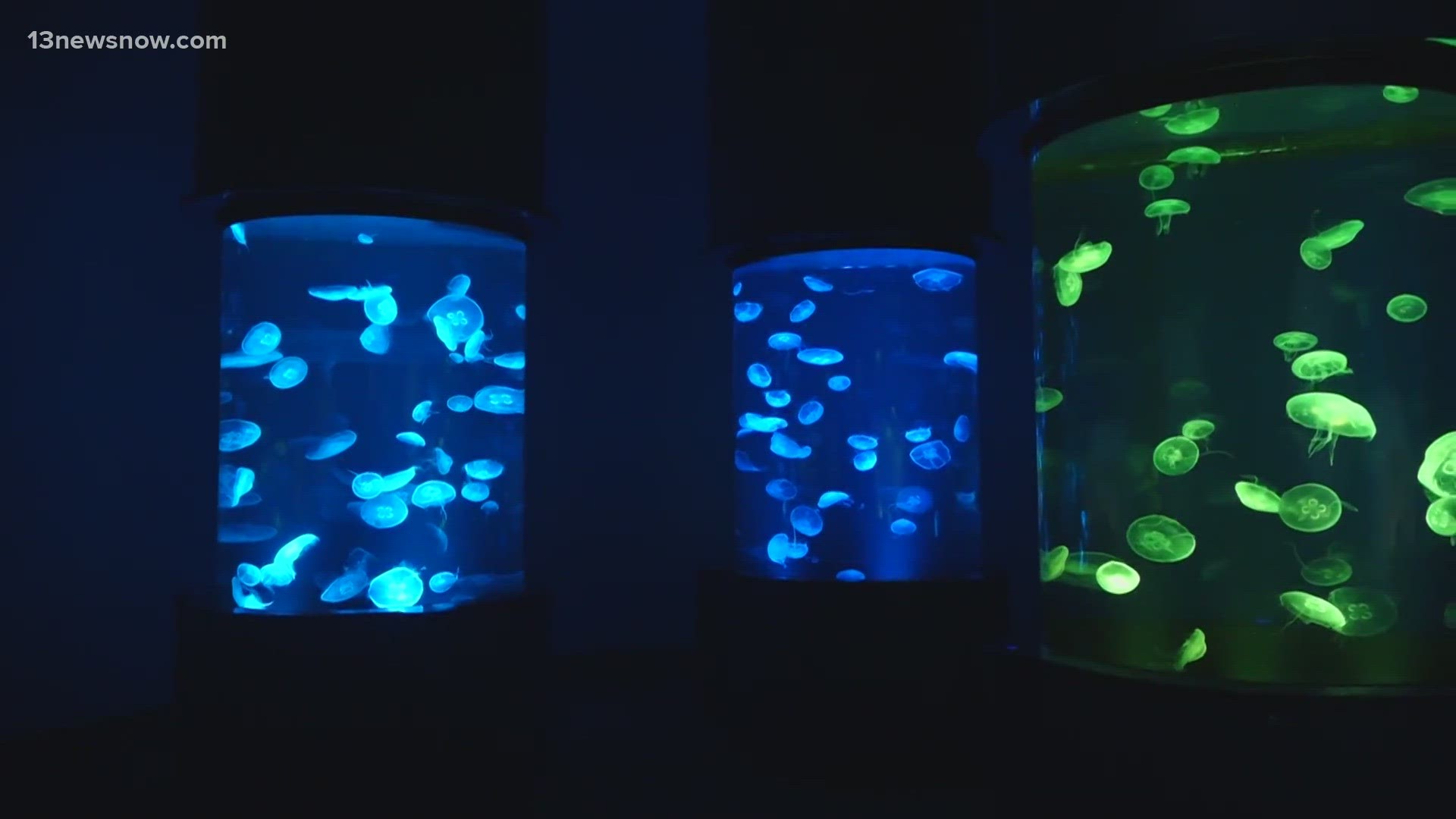 Virginia Aquarium opens its newly-renovated building, featuring a "jellies collection" and interactive watershed, to the public on Sunday.