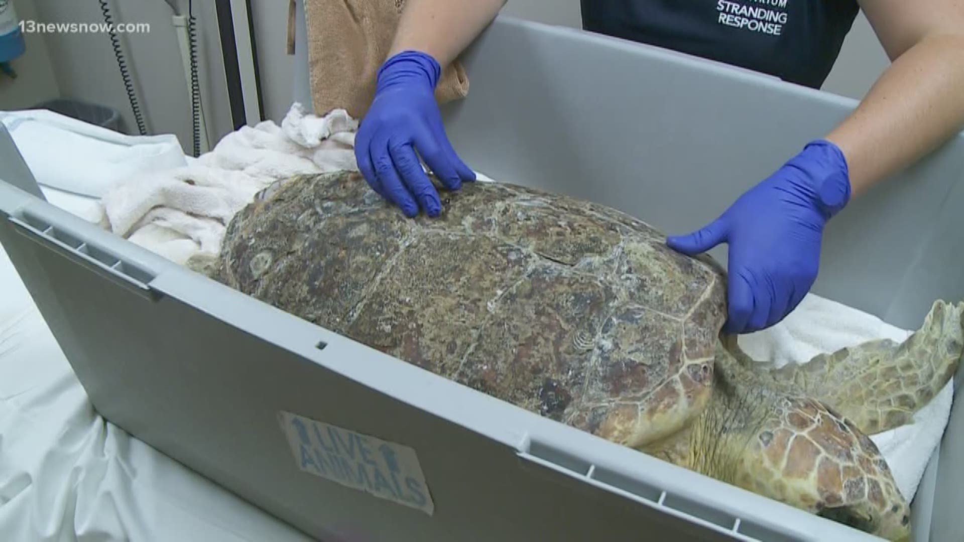 Injured sea turtle gets MRI at Sentara Virginia Beach General Hospital