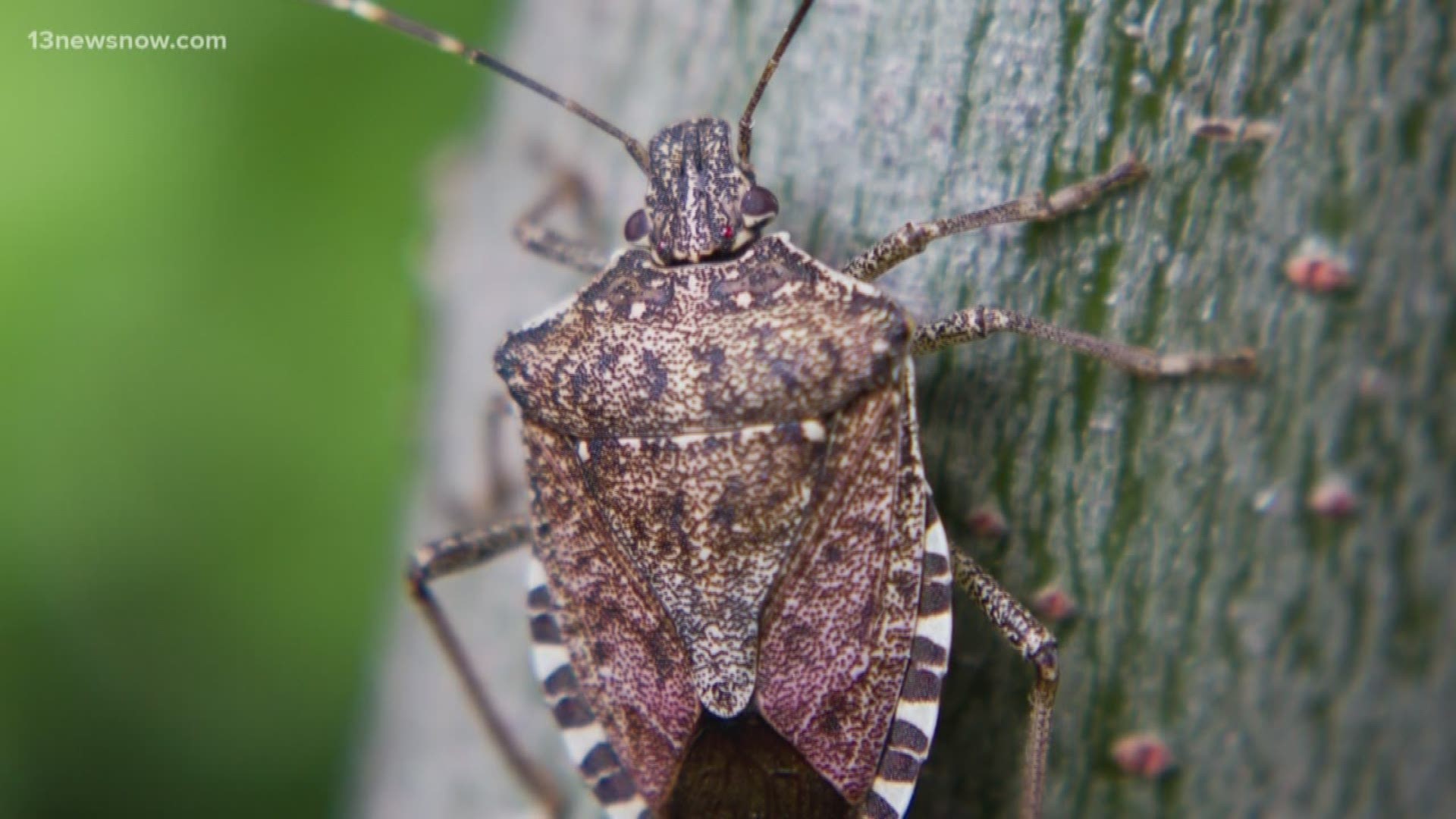 Stink bugs aren't the cutest sight to see, but they leave a foul smell behind if you squish them. The bugs are on the move inside as the temperatures drop.