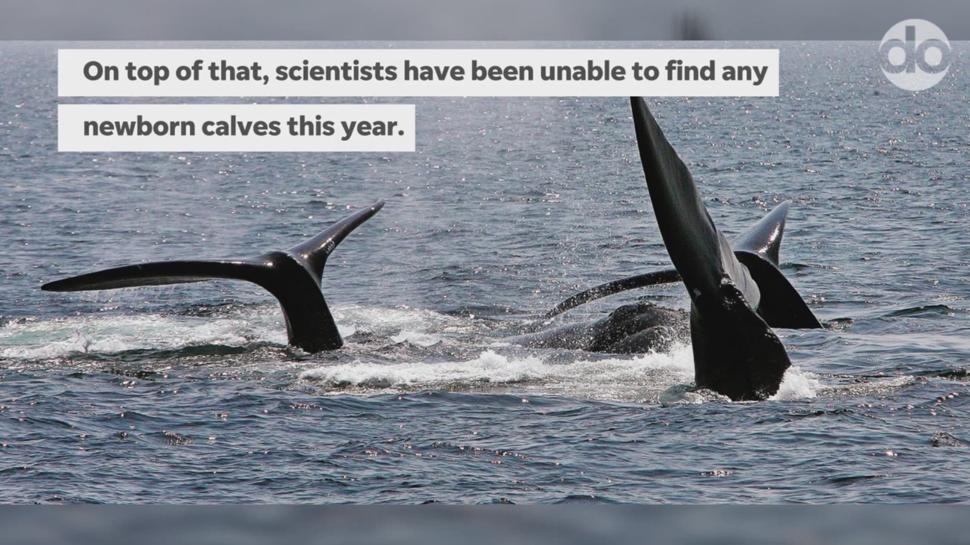 The North American right whale, a rare species known to visit the East Coast, could be facing the threat of extinction.  Video courtesy Maddy Lauria/The News Journal