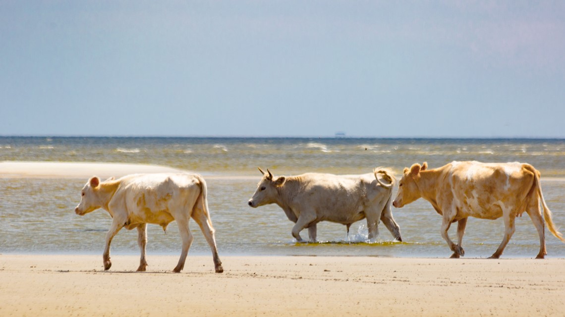 Cows swept away by floodwaters during Hurricane Dorian were found alive  four miles away on an island