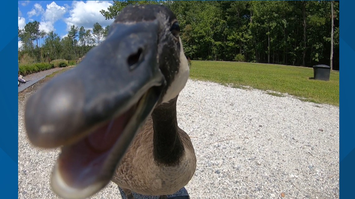The long, strange journey of 'Lucy' the Gloucester County goose - Vimarsana News