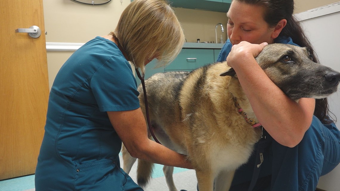 There is a nationwide veterinarian shortage 
