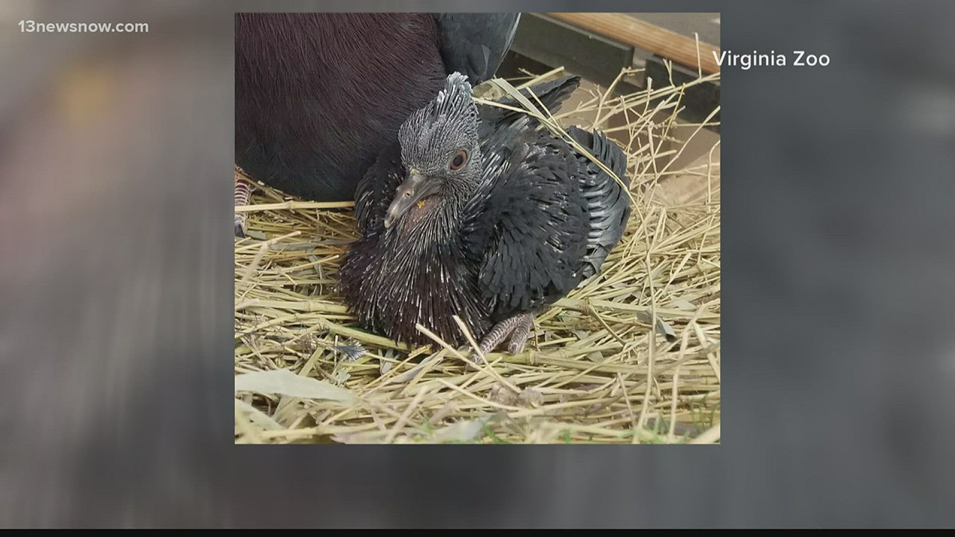 A female Victoria Crowned pigeon chick hatched at the Virginia Zoo