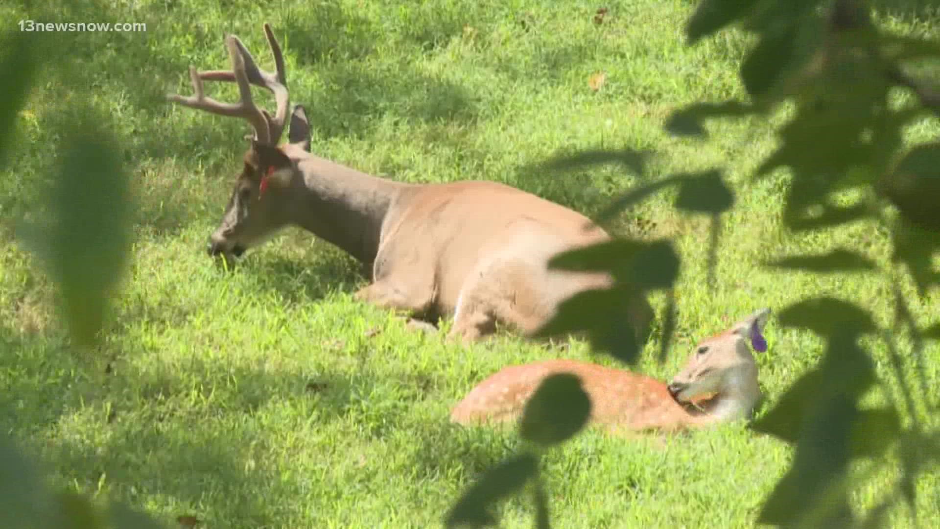 Deer mating season begins in October; watch out on roads