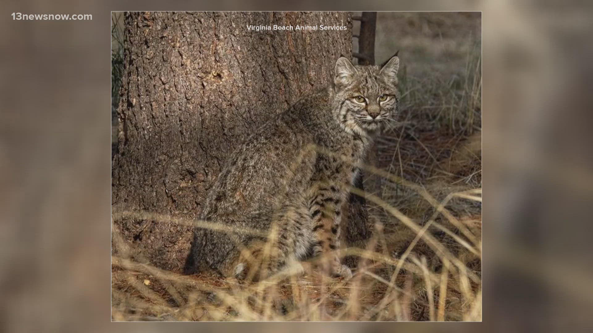 Animal services say a wild bobcat captured in an area off Princess Anne Road has tested positive for rabies.