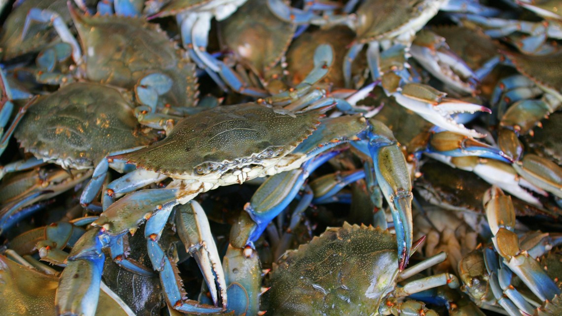 Blue Crabs The Chesapeake Bay's Beautiful Swimmers, 48% OFF