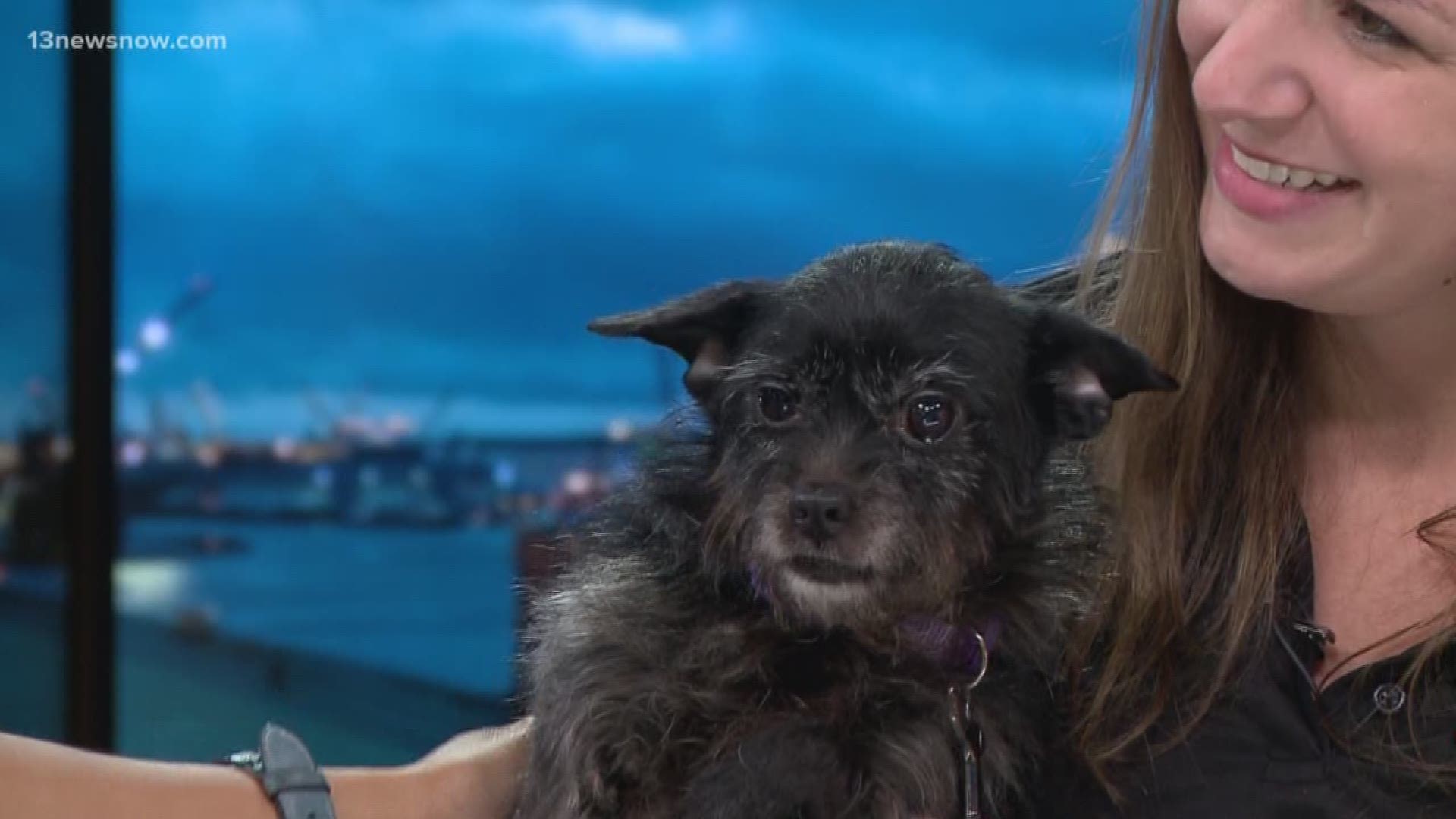 Mia comes from 4 Paws Animal Rescue. She's a terrier mix and is around 7 years old. She's looking for a forever home in time for the holidays.