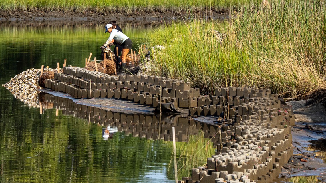 Oyster recovery key to climate resilience, CBF report says | 13newsnow.com