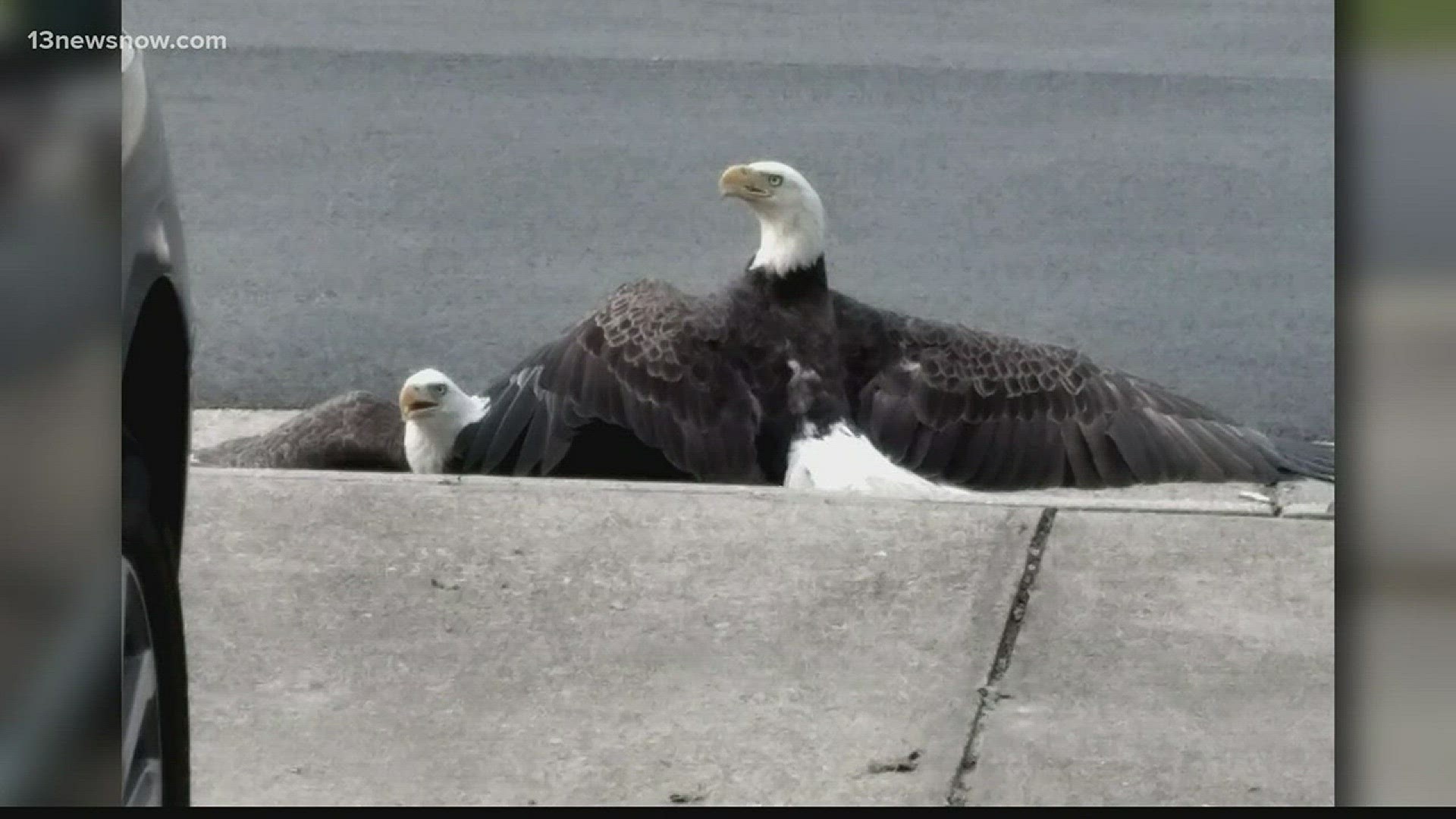 Protecting the bald eagle, Latest Weather Clips