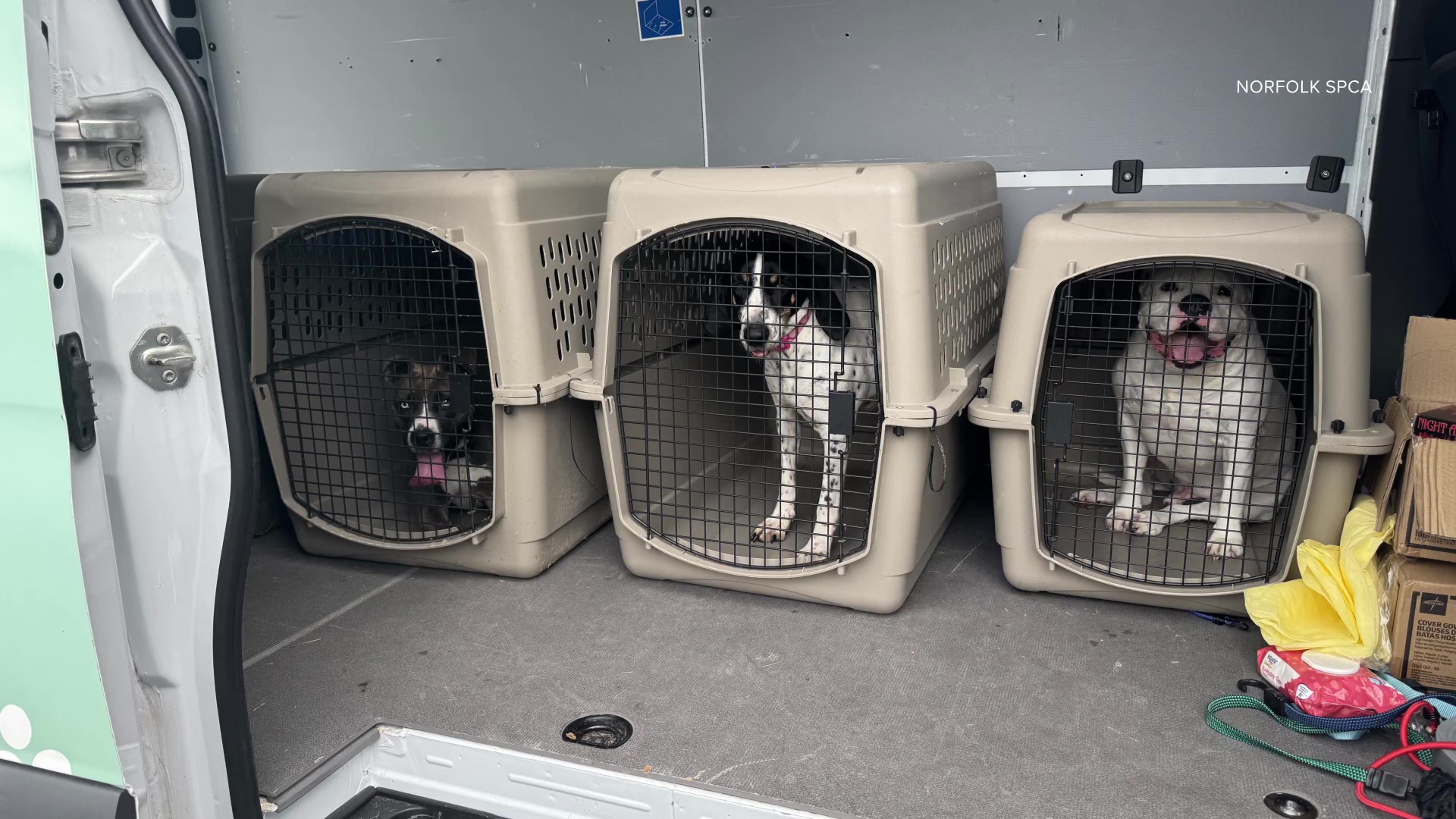 Norfolk SPCA closes after repeated security incidents involving disruptive person