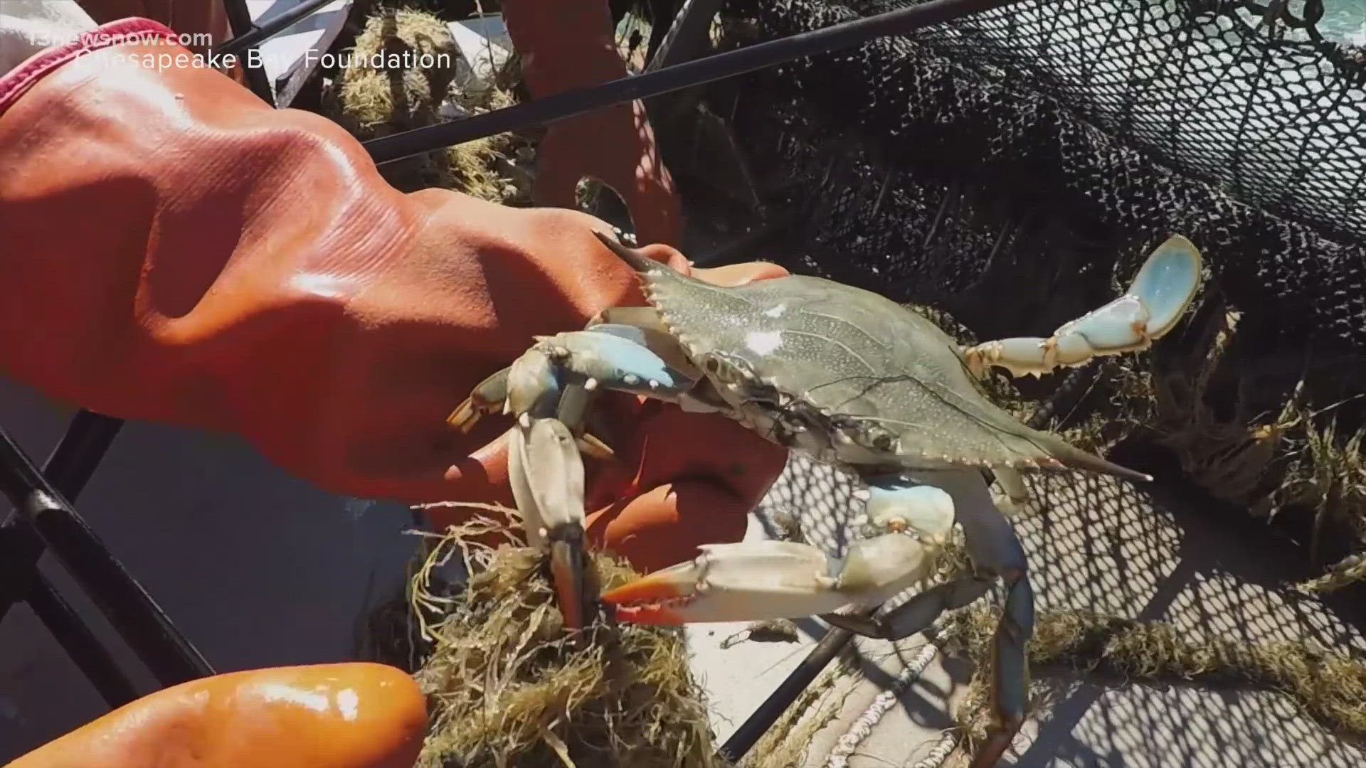 Local environmentalists are looking for solutions after the Chesapeake Bay's annual winter dredge survey revealed historic lows in the blue crab population.