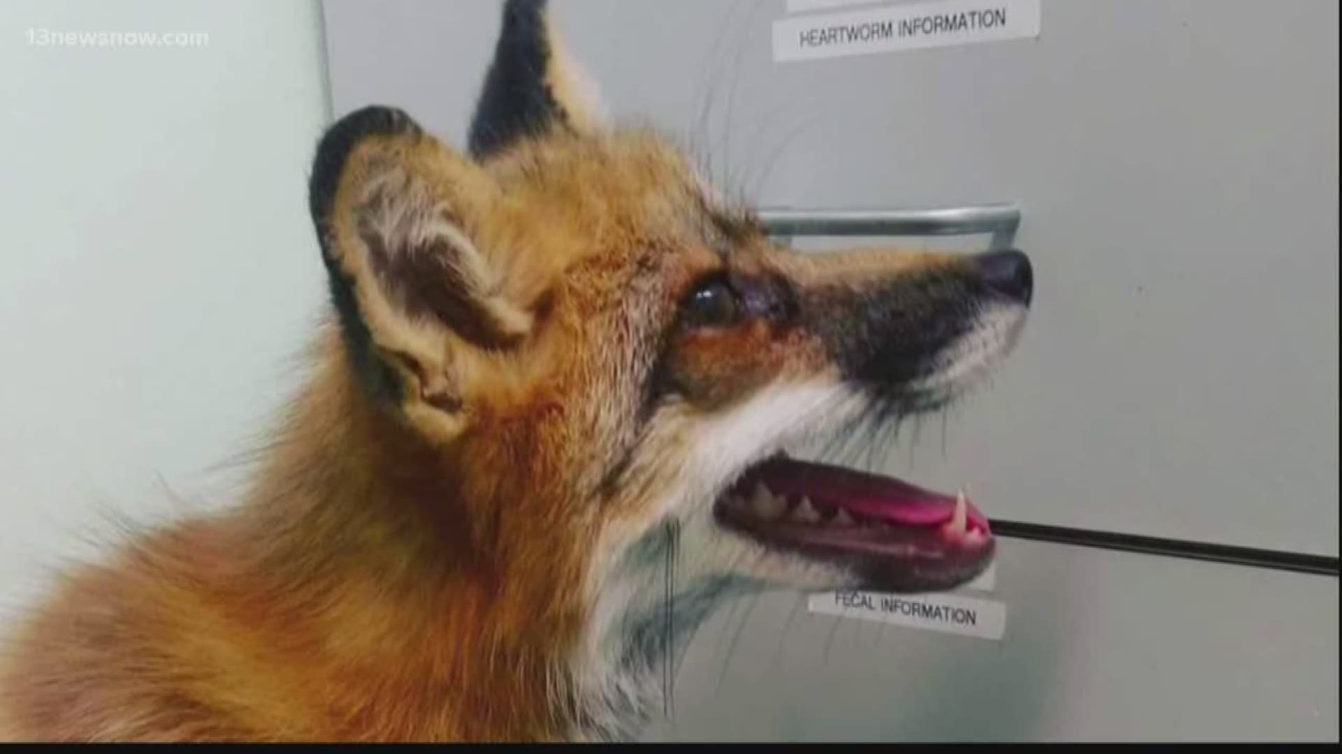 A woman in Chesapeake has lost her pet fox. She's even more concerned because the fox has brain damage. She's offering $800 to anyone who finds him.
