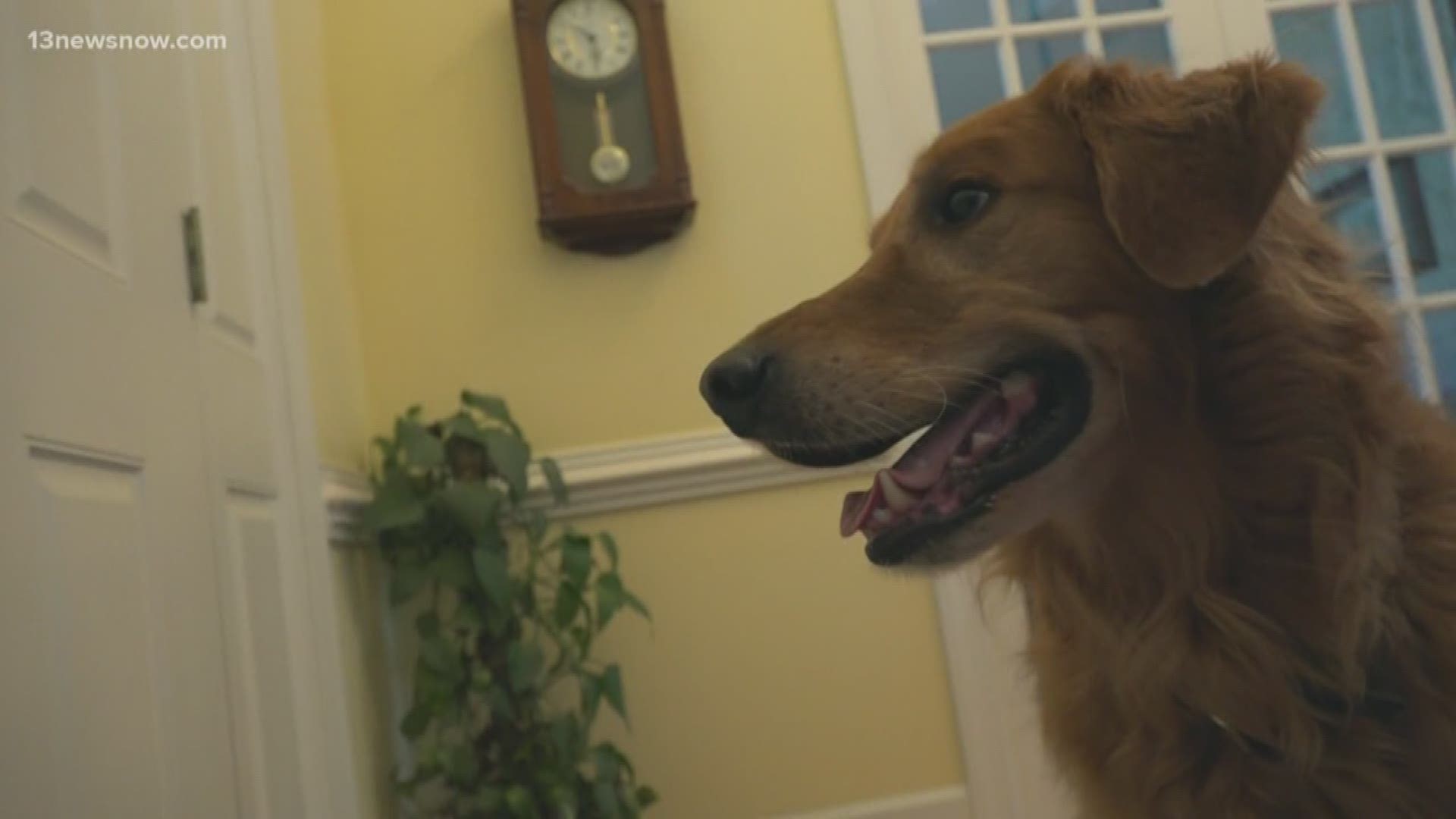 Students across Virginia are heading back to the classroom and once kids leave the house, your pet might start feeling lonely.  Tim and Bentley show us how you can help them beat those back-to-school blues.