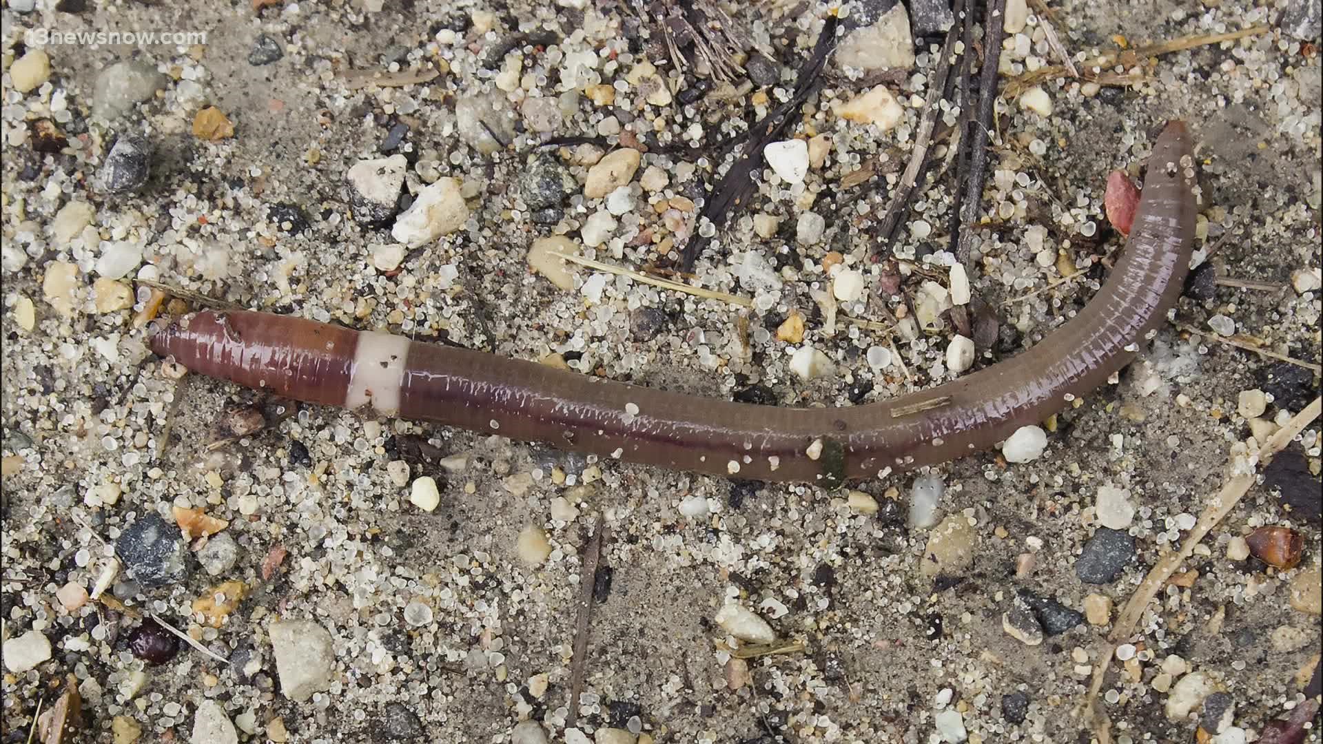 They're also known as Alabama jumpers, Jersey wrigglers and "crazy worms." Unlike other worms, these guys eat too much of the top layer of soil.