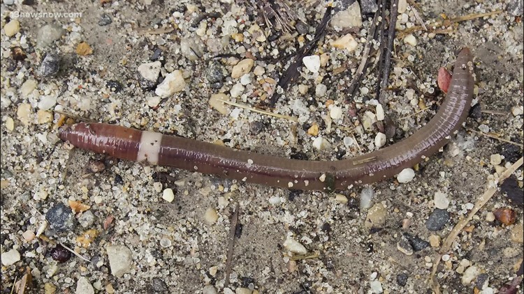 Asian jumping worm | Gardeners, be on the lookout for meddlesome bug