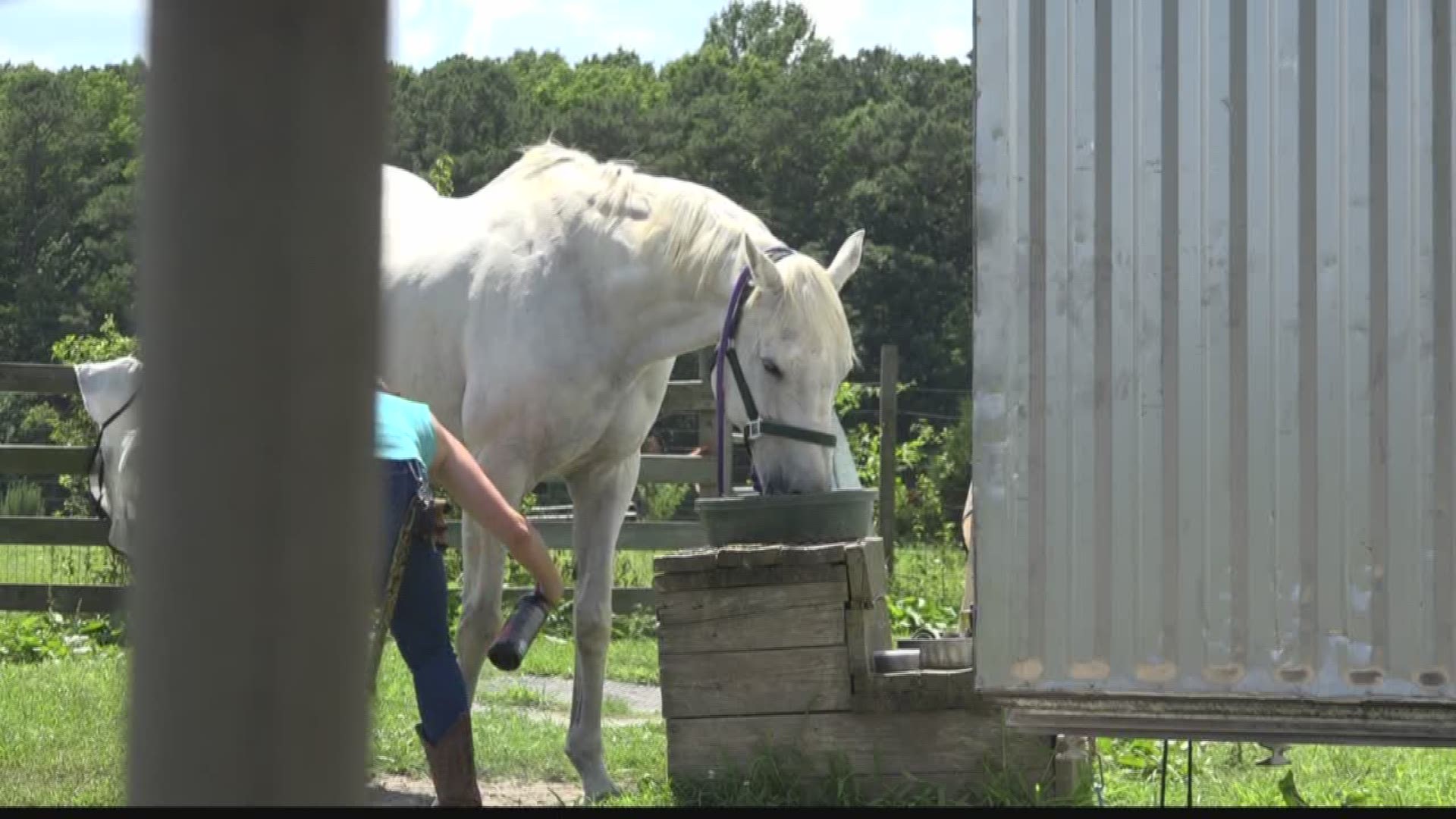 13News Now Steven Graves spoke to angry owners who found their horses after their tails had been cut.