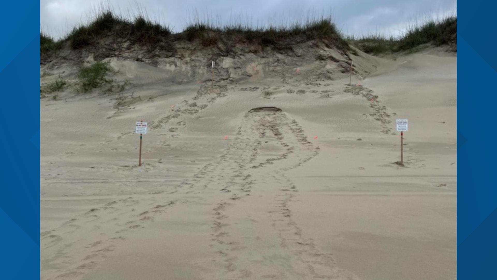 Outer Banks beach has its first sea turtle nest of the season ...