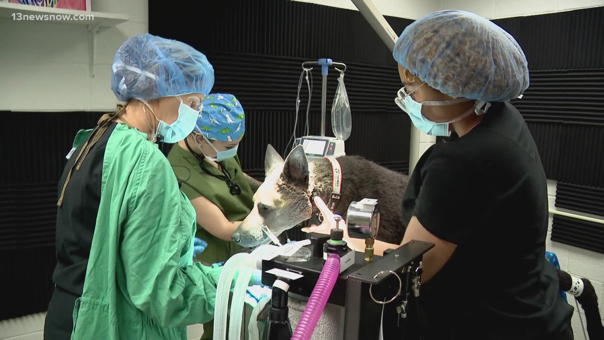 TCC's Veterinary Tech program has a new immersive anesthesia simulation that uses a realistic canine model that responds to the surgical process in real time.