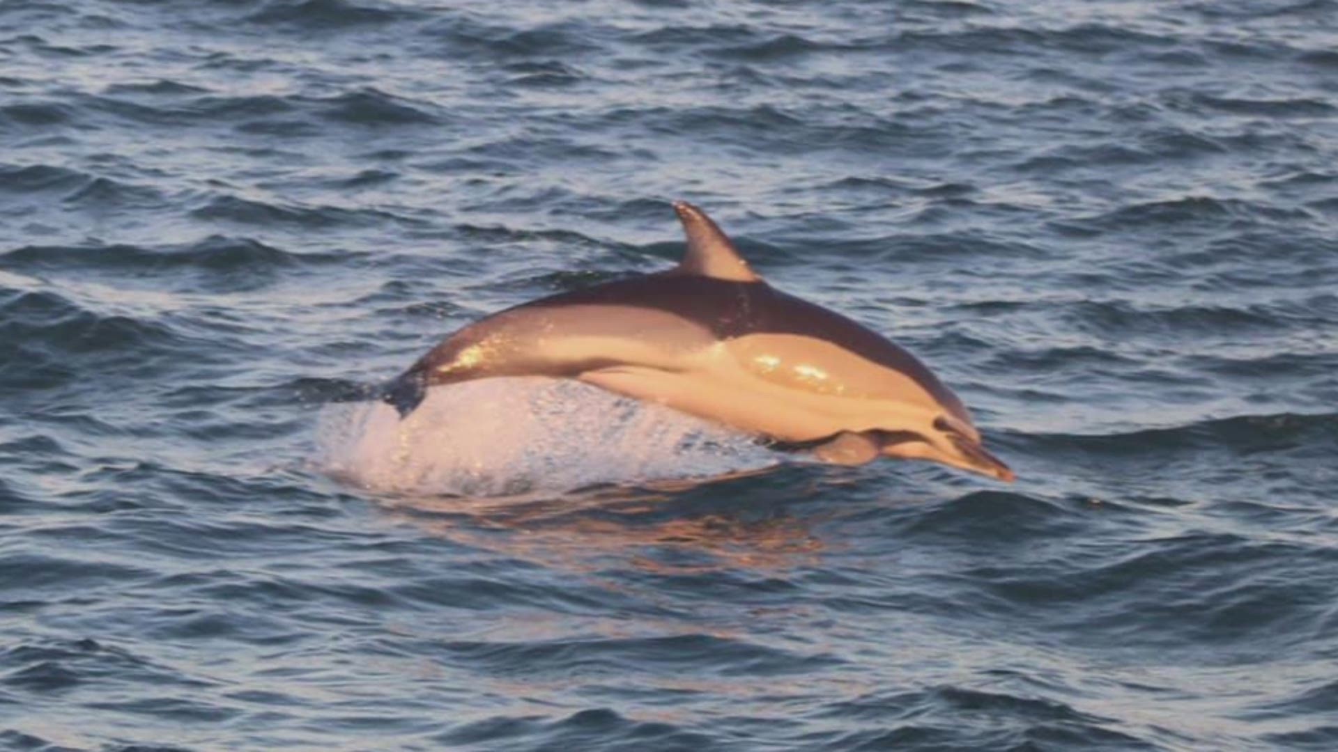 People on one marine life tour in Virginia Beach got quite a show as whales and dolphins surfaced on Feb. 9, 2020.