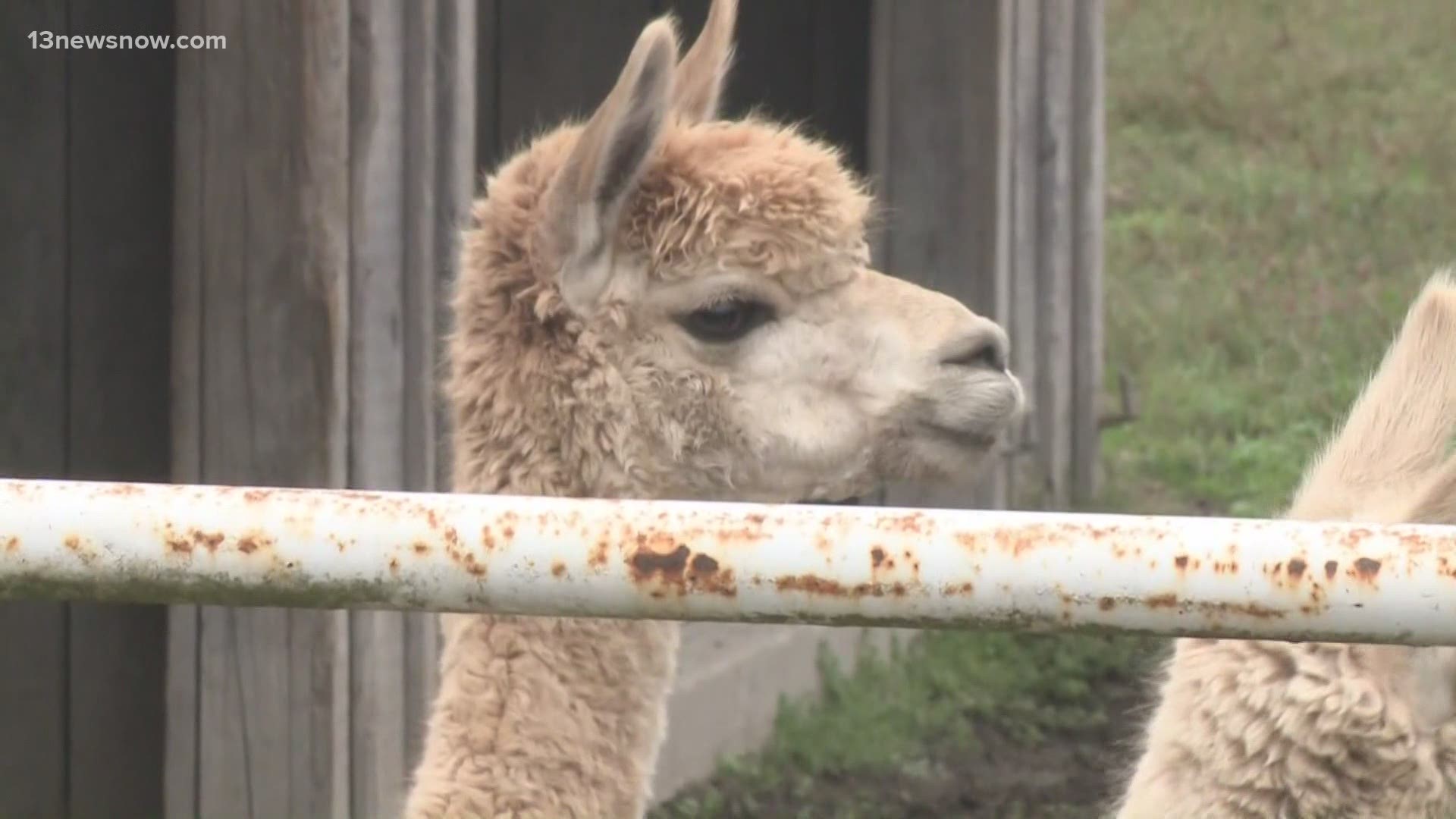 13News Now Alex Littlehales explains the response from the Virginia Beach Hunt Club Farm to some online accusations over one alpaca's health.