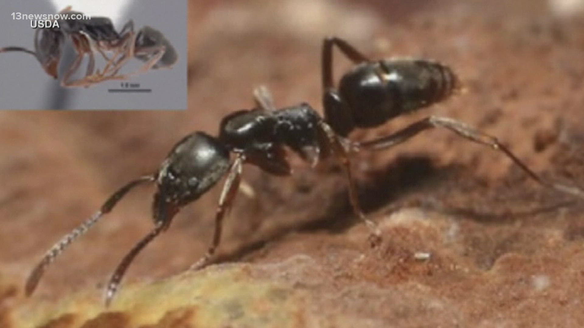 The Asian needle ant’s first sting may feel like a pin prick, but after that initial feeling, it only gets worse from there. 