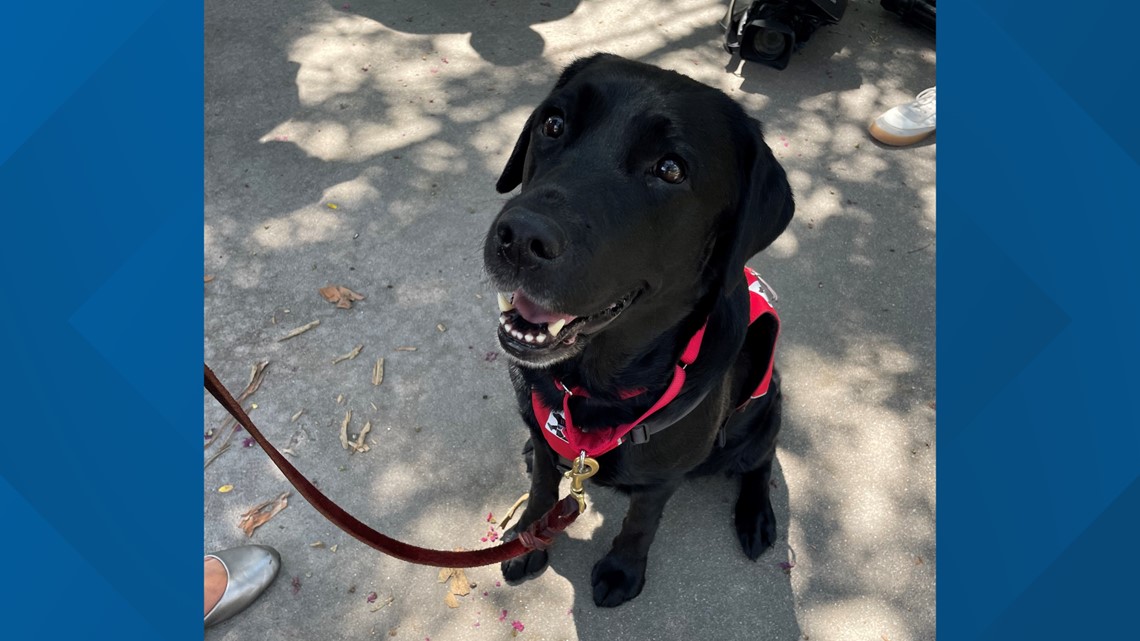 Support dog joins VB Commonwealth's Attorney Office - Vimarsana News