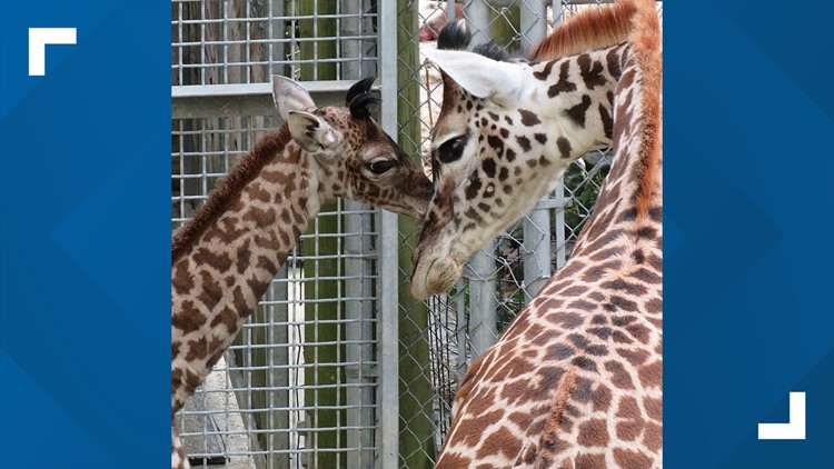 Weigh in on final name for Virginia Zoo's baby giraffe