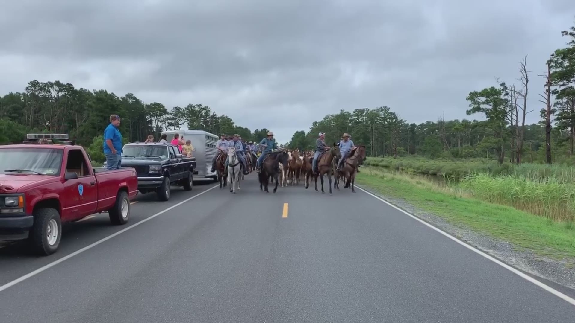 Chincoteague ponies left the corrals early Wednesday morning and headed to the annual Pony Swim. (Credit: Chincoteague Chamber of Commerce and Certified Visitor Center)