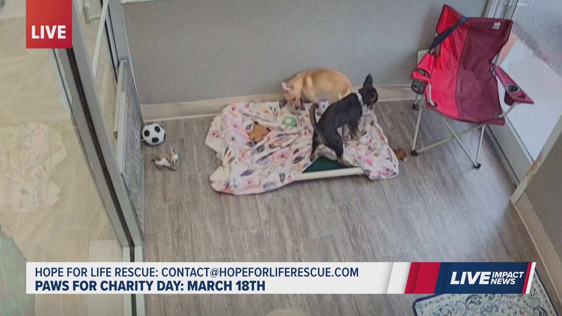 Hope Rescue Cardiff Paws for Charity: How you can make a difference for animals at Hope for ...