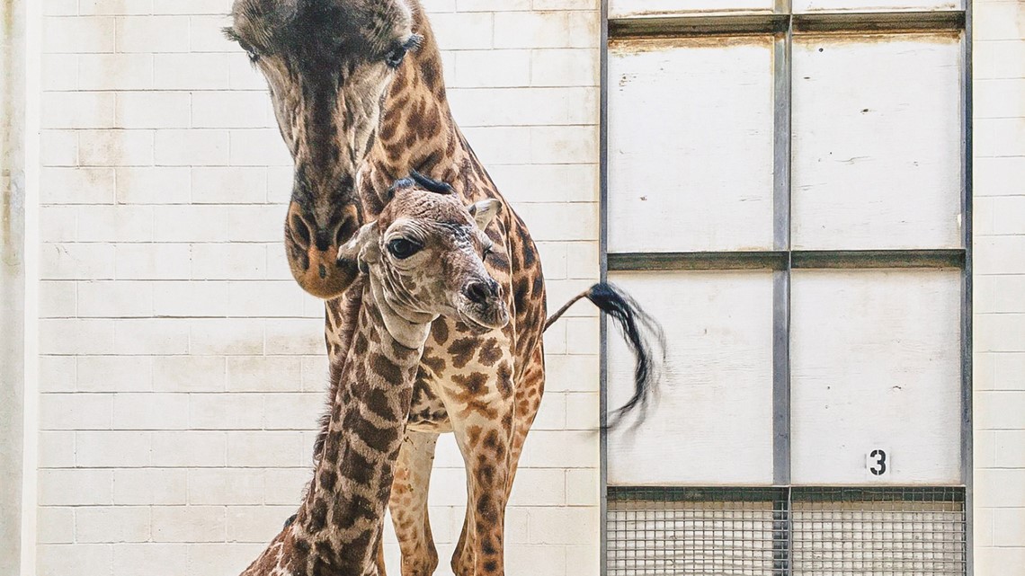 米バージニア動物園 マサイキリン誕生に名前募集で工夫 動物園 水族館の動物福祉を学びたい人のためのサイト Zawaw