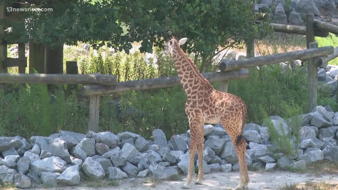 Billy the giraffe struggles with arthritis | 13newsnow.com