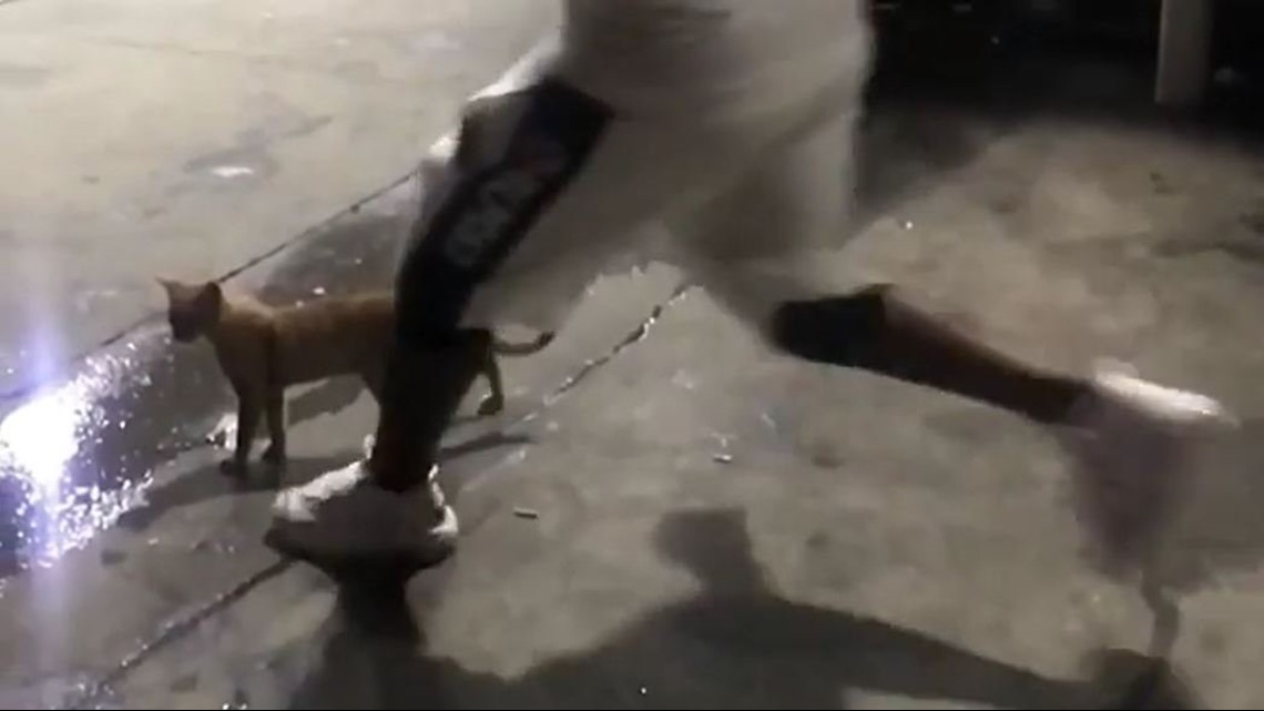 Video shows man kick cat like a football. Now, police are looking for