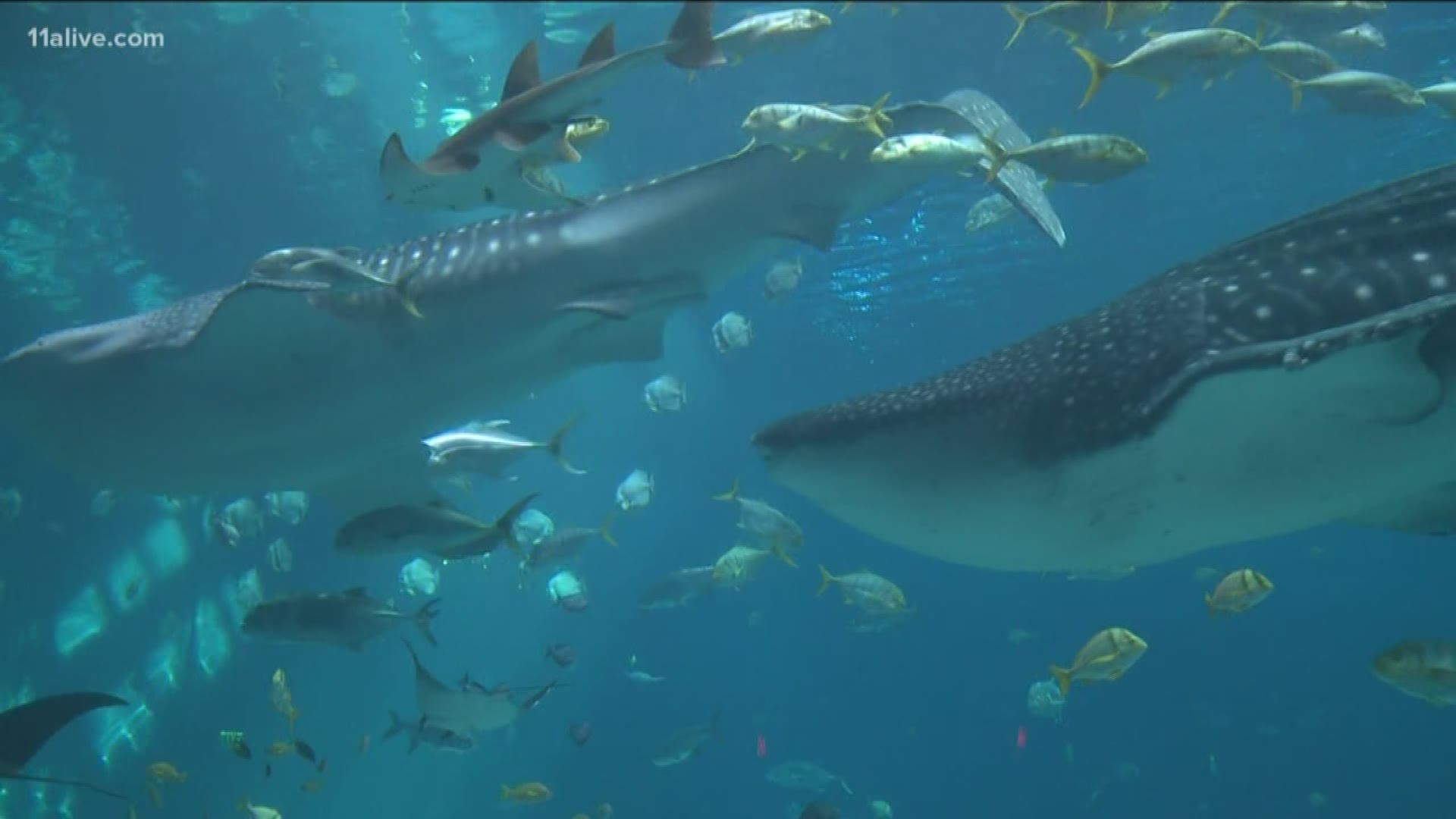 11Alive's Chesley McNeil goes behind the scenes at the Georgia Aquarium to learn how they get their whale sharks fed.