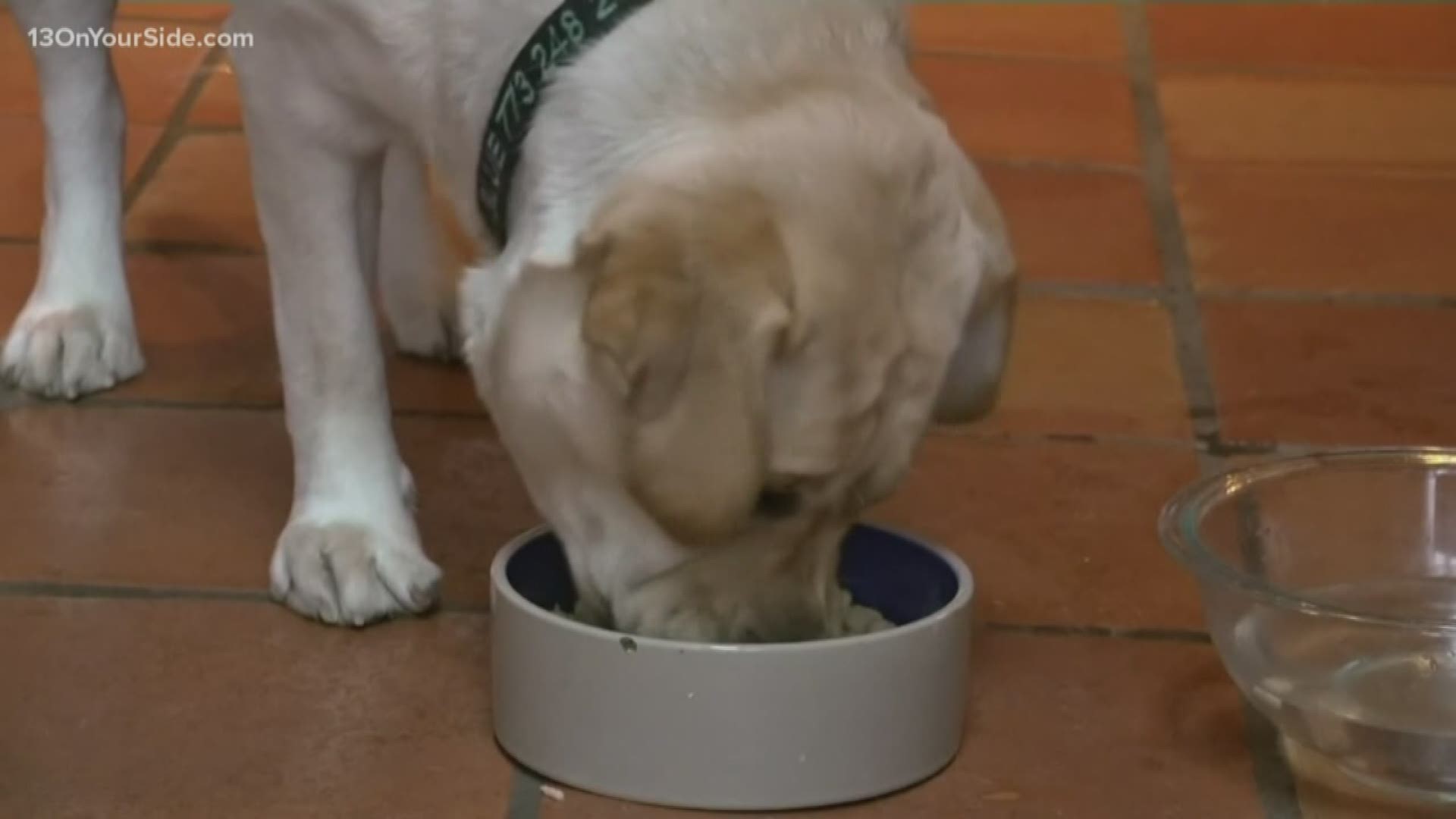 The FDA is investigating a possible link between grain-free food and heart failure in dogs.