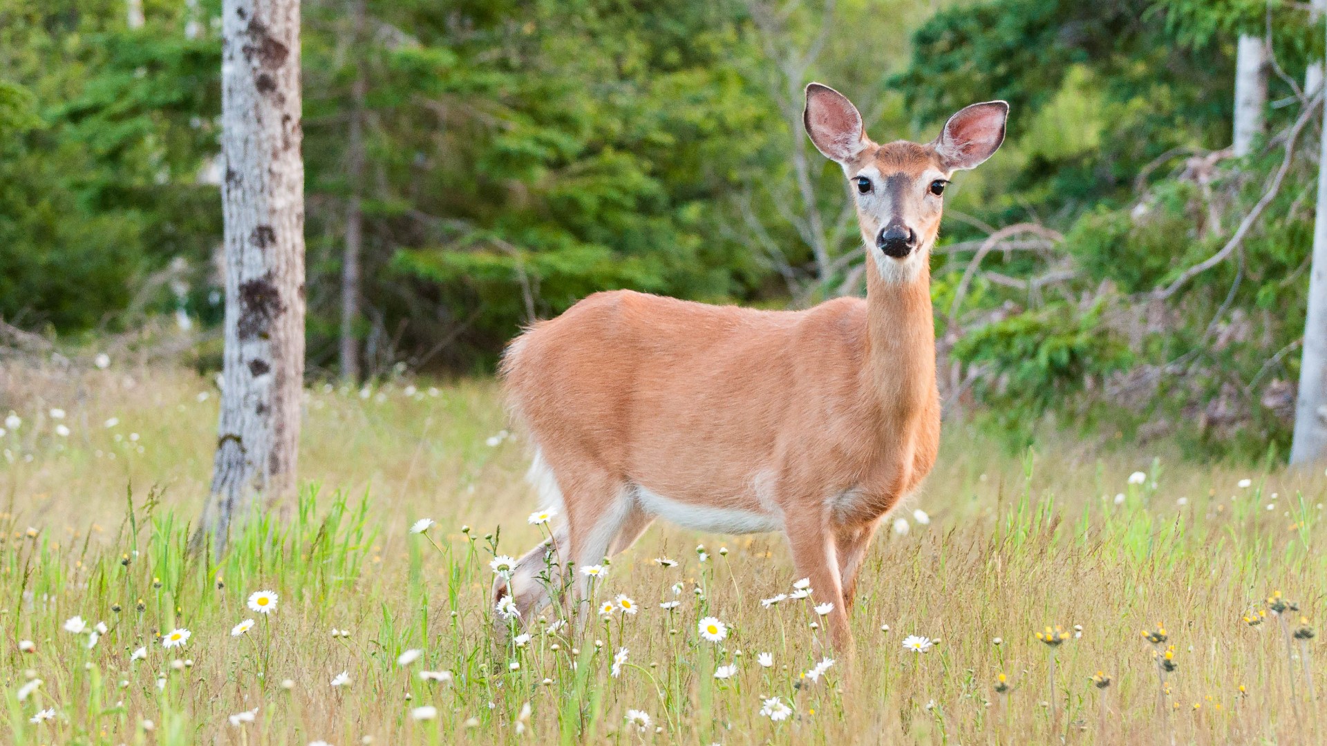 Virginia officials say deer deaths caused by viral outbreak
